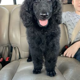 Poodle Puppies from StrayDog Standard Poodles