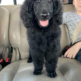 Poodle Puppies from StrayDog Standard Poodles