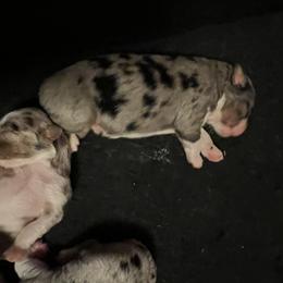 Milo - Blue merle male Miniature American Shepherd puppy in Troy, Ohio from Wiggle Wags Miniature American Shepherds