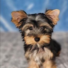 Gus - Black and tan male Yorkshire Terrier puppy in Polk City, Florida from Yorkies by Casey