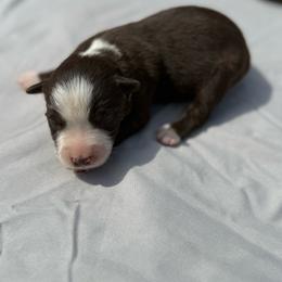 Cisco - Red & white male Miniature Australian Shepherd puppy in Marion, Michigan from Highland Hills Mini Aussies