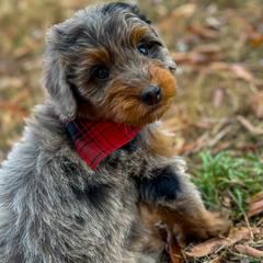 Aussiedoodle, Australian Mountain Doodle, and Bernedoodle Puppies from Magnolia Grove Farms