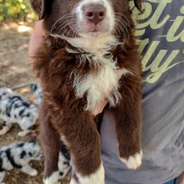 Australian Shepherd Puppies from Southern Boy Blues Aussies