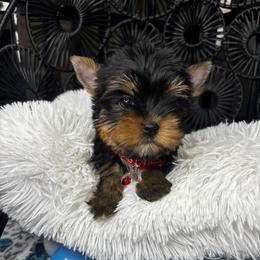 Boy 3 - Black and tan male Yorkshire Terrier puppy in Cornelia, Georgia from Kruz Kennels
