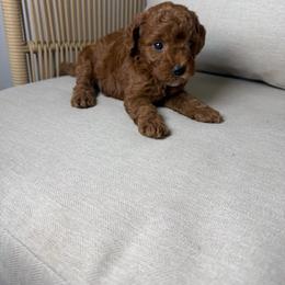 Peaches - Red  female Goldendoodle puppy in Mantachie, Mississippi from North MS Doodles Boutique