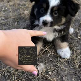 Cupid - Black tri male Toy Australian Shepherd puppy in Kenedy, Texas from C&W Toy Aussies & Poodles