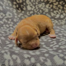 Mocha - Chocolate male Cavalier King Charles Spaniel puppy in Ellisville, Mississippi from Malu Lani Cavaliers