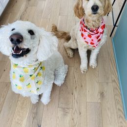 Goldendoodle Puppies from Lakeside Doodles MN