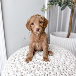 Keystone - Red  female Goldendoodle puppy in Greencastle, Indiana from Willow & Co.