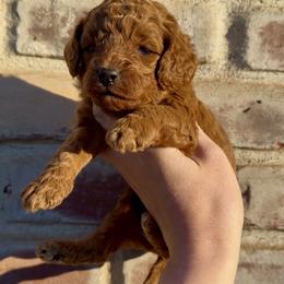 Cooper (grey collar) - Red male Cavapoo puppy in Redding, California from Lipscomb Doodles
