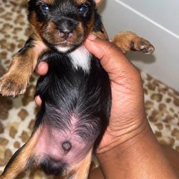 Nemo - Black and tan male Yorkshire Terrier puppy in Gastonia, North Carolina from Banks Dynasty Kennel