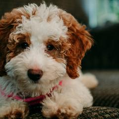 Goldendoodles and Poodles from Salt and Sage Doodles