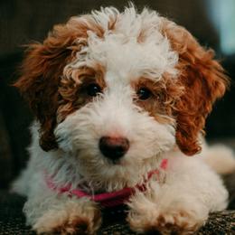 Goldendoodles and Poodles from Salt and Sage Doodles