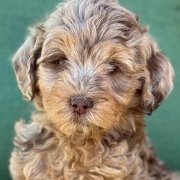 Nellie- turquoise collar - Merle female Bernedoodle puppy in Colorado Springs, Colorado from Mercy Mountain Bernedoodles