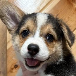 Pembroke Welsh Corgis from M Bar 2 corgis