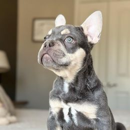 French Bulldog Puppies from Honey Bee Frenchies
