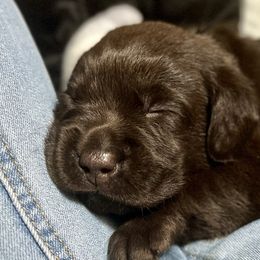 Boy 3 - Labrador Retriever puppy from SoFlo Labradors