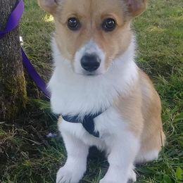 Pembroke Welsh Corgi All Grown Up from Potter Farm Corgis