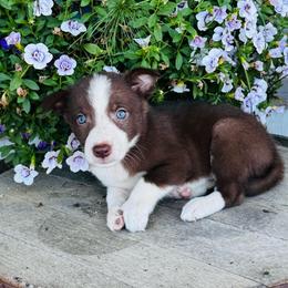 Girl 2 - red and white - White and red merle female Border Collie puppy in Minden, Iowa from Rocking N Registered Border Collies & Labradors