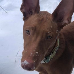 Pharaoh Hounds from Kumia Kennel