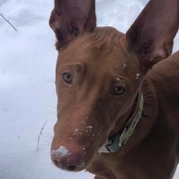 Pharaoh Hounds from Kumia Kennel