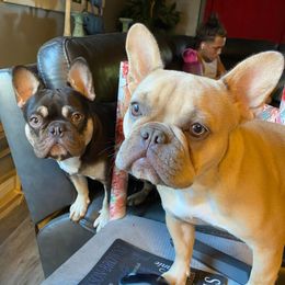 French Bulldogs from The NorCal Queens Kennel