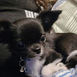 Timmy - Chihuahua