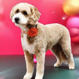 Marlee - Goldendoodle