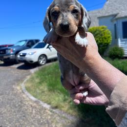 Girl 1 - Piebald female Dachshund puppy in Harrisburg, Oregon from Funny Farm Dachshunds
