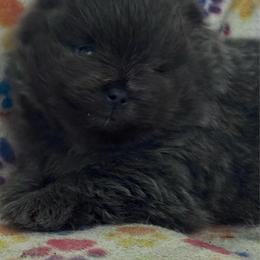 Blue - Blue male Pomeranian puppy in Silver Springs, New York from Humehill
