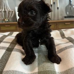 Pippa - Chocolate, tan and white female Yorkshire Terrier puppy in Calhoun, Georgia from Peach State Yorkies