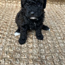 Goldendoodle Puppies from Our Darling Doodles