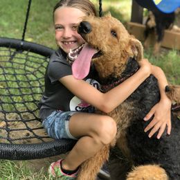 Airedale Terrier All Grown Up from RiverRun Terriers