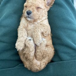 Cockapoo Puppies from Martin's Cockapoos