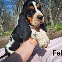 Felix - Black brown and white male Basset Hound puppy in Mack's Creek, Missouri from Mack's Creek Basset Hounds