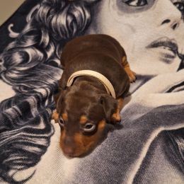 Miniature Pinscher Puppies from K&J's Min Pins Of Grand Lake