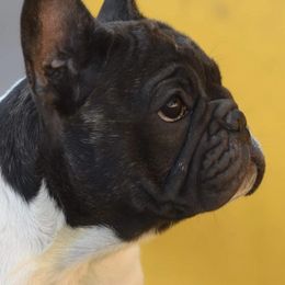 French Bulldogs from Pretty Little Frenchies