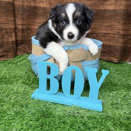 Boy 5 - Black tri-color male Australian Shepherd puppy in Crystal River, Florida from Copper Top Aussies