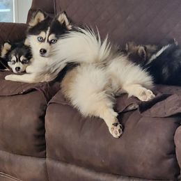 Montana - Pomsky
