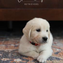 Golden Retriever Puppies from GoldenStory Retrievers