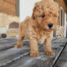 Rose - Apricot female Poodle puppy in Apex, North Carolina from Happy puppies