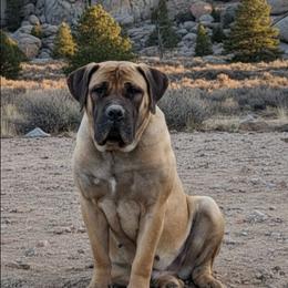 Kona - Boerboel