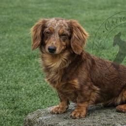 LollyPop - Dachshund
