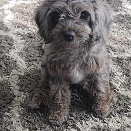 Assorted Doodle Crosses and Cavapoo Puppies from Panda Puppies