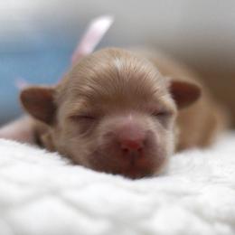 Maltipoo puppies from North Texas Puppies