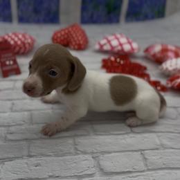 Isabella Based Red Piebal Smooth Female - Red female Dachshund puppy in Killeen, Texas from Southern Dachshunds