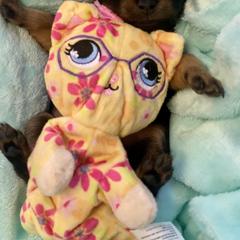 Prague Ratter Puppies from North Star Gem’s Prague Ratters
