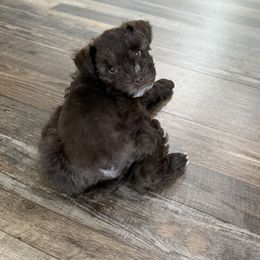 Newt - Liver male Miniature Schnauzer puppy in Elberfeld, Indiana from Swedenburg Schnauzers