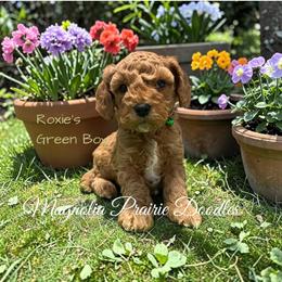 Roxie's Green Boy - Blenheim male Cavapoo puppy in Lavon, Texas from Magnolia Prairie Doodles