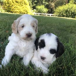 Australian Labradoodles from Asheville Doodles
